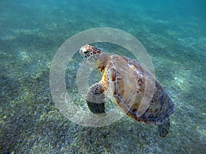 Mexican Sea Turtle underwater swimming