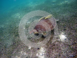 Mexican Sea Turtle underwater swimming Acumal bay 11