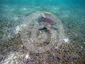 Mexican Sea Turtle underwater swimming Acumal bay 14