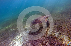 Mexican Sea Turtle underwater swimming Acumal bay 2