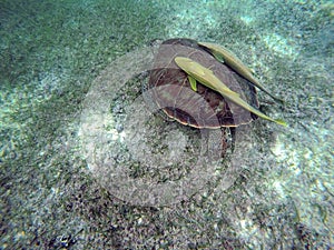 Mexican Sea Turtle underwater swimming Acumal bay 4