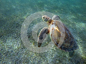 Mexican Sea Turtle underwater swimming Acumal bay 4