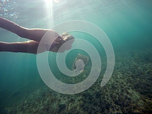 Mexican Sea Turtle underwater swimming with girl 3