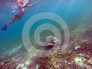 Mexican Sea Turtle underwater swimming with girl