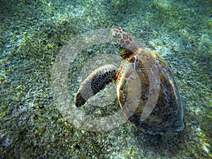 Mexican Sea Turtle underwater swimming on the ground