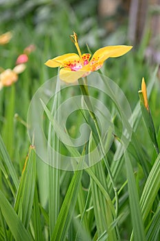 Mexican shellflower, Tigridia pavonia, bright yellow colour