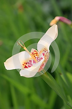 Mexican shellflower, Tigridia pavonia, creamy white colour