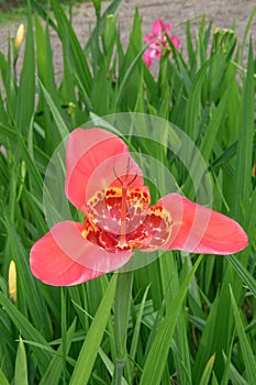 Mexican shellflower, Tigridia pavonia, rosy red colour