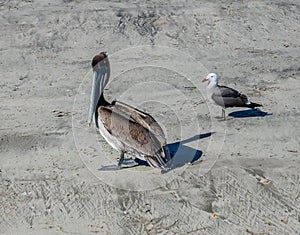 Mexican Shore Birds