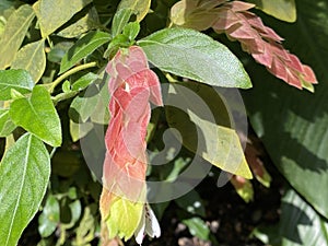 Mexican shrimp plant / Justicia brandegeeana / Shrimp plant, False hop, CamarÃ£o-vermelho, Mexikanische Garnelenpflanze,