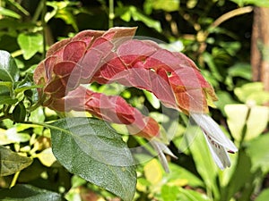 Mexican shrimp plant / Justicia brandegeeana / Shrimp plant, False hop, CamarÃ£o-vermelho, Mexikanische Garnelenpflanze,