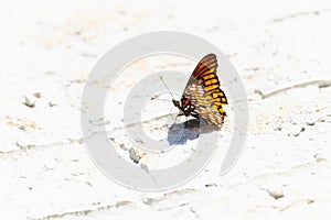 A Mexican Silverspot butterfly, Dione moneta, butterfly, perched on the ground in Mexico