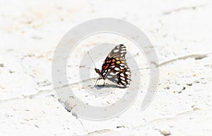 A Mexican Silverspot, Dione moneta, butterfly rests on the ground, absorbing the warm sunlight in Mexico photo