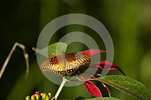 Mexican silverspot (Dione moneta) resting on a flower on a blurred background photo