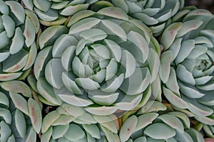 Mexican snow ball Echeveria elegans, blue-green plants