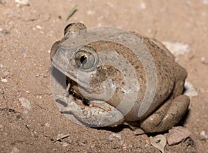 Mexican spadefoot toad