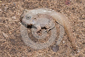 Mexican spadefoot toad