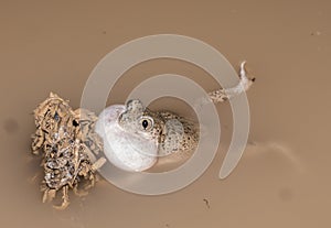 Mexican spadefoot toad