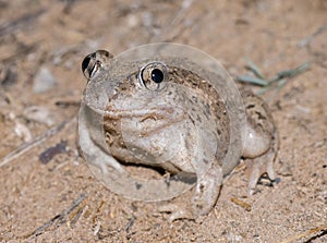 Mexican spadefoot toad