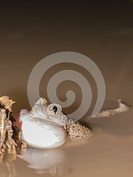 Mexican spadefoot toad