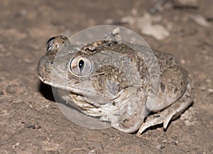 Mexican spadefoot toad