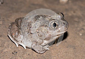 Mexican spadefoot toad