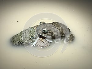 Mexican Spadefoot Toad - Spea multiplicata