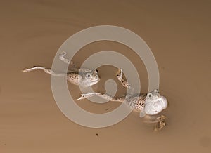 Mexican spadefoot toad