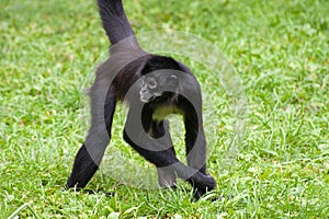 Mexican spider monkey