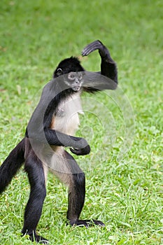Mexican spider monkey