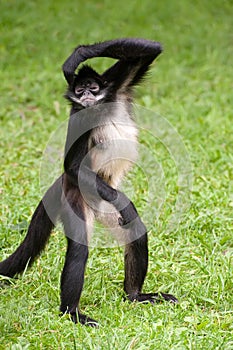 Mexican spider monkey