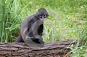 Mexican spider monkey