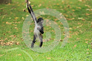 Mexican spider monkey