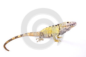 Mexican spiny-tailed iguana (Ctenosaura pectinate)