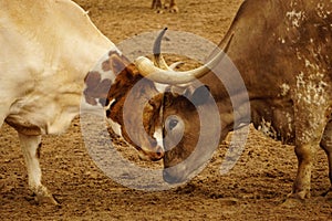 Mexican steers fighting. photo