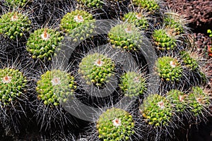 Mexican succulent, group of small cacti. Mammillaria compressa. photo