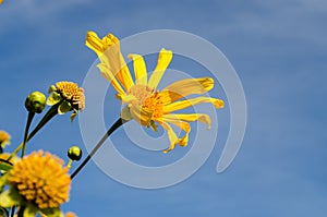 Mexican Sunflower