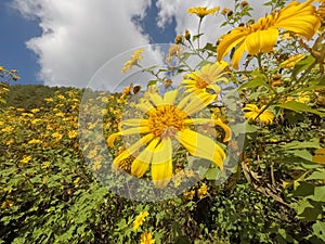 Mexican sunflower and beautiful sky