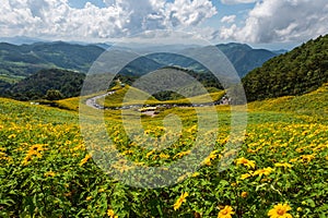 Mexican Sunflower fields on mountains