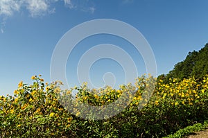 Mexican sunflower on hill at Mae Hong Son