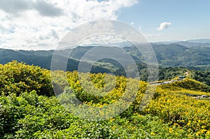 Mexican sunflower on hill at Mae Hong Son