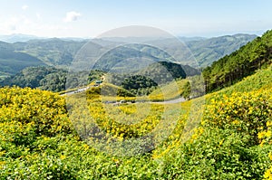 Mexican sunflower on hill at Mae Hong Son