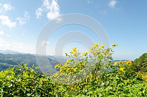 Mexican sunflower on hill at Mae Hong Son