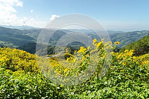 Mexican sunflower on hill at Mae Hong Son