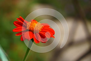 Mexican sunflower is a species of flowering plant in the Asteraceae family