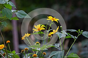 Mexican sunflower, Tithonia diversifolia