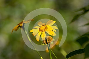 Mexican sunflower, Tithonia diversifolia