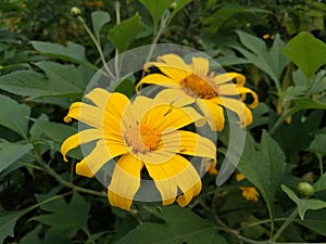 Mexican sunflower Tithonia diversifolia