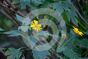 Mexican sunflower, Tithonia diversifolia photo