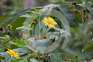 Mexican sunflower, Tithonia diversifolia photo